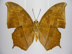 Polyura paphianus subpallida