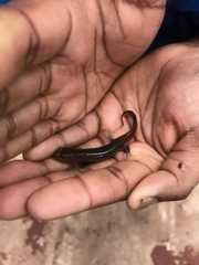 Desmognathus brimleyorum