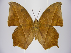 Polyura paphianus subpallida