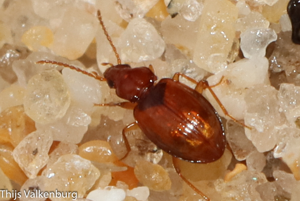 Porotachys bisulcatus