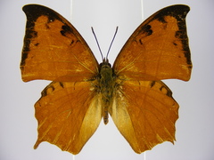 Polyura paphianus subpallida