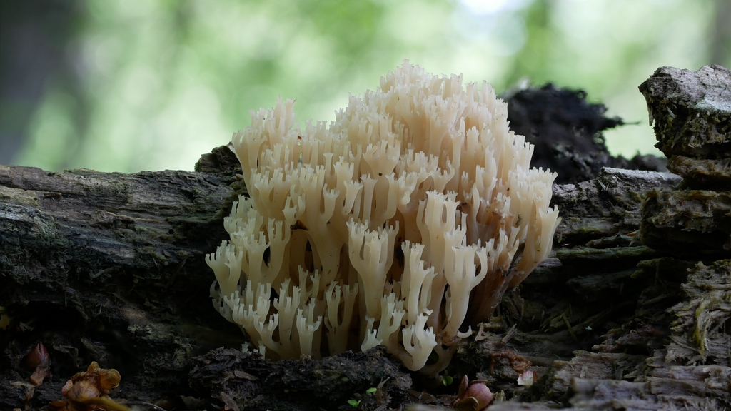 crown-tipped coral fungus from Provincia di Cuneo, Italia on May 8 ...