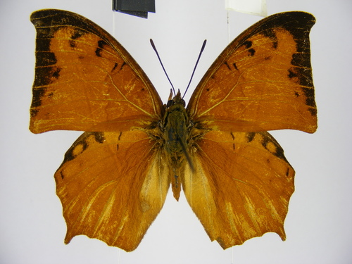 Falcate Red Charaxes