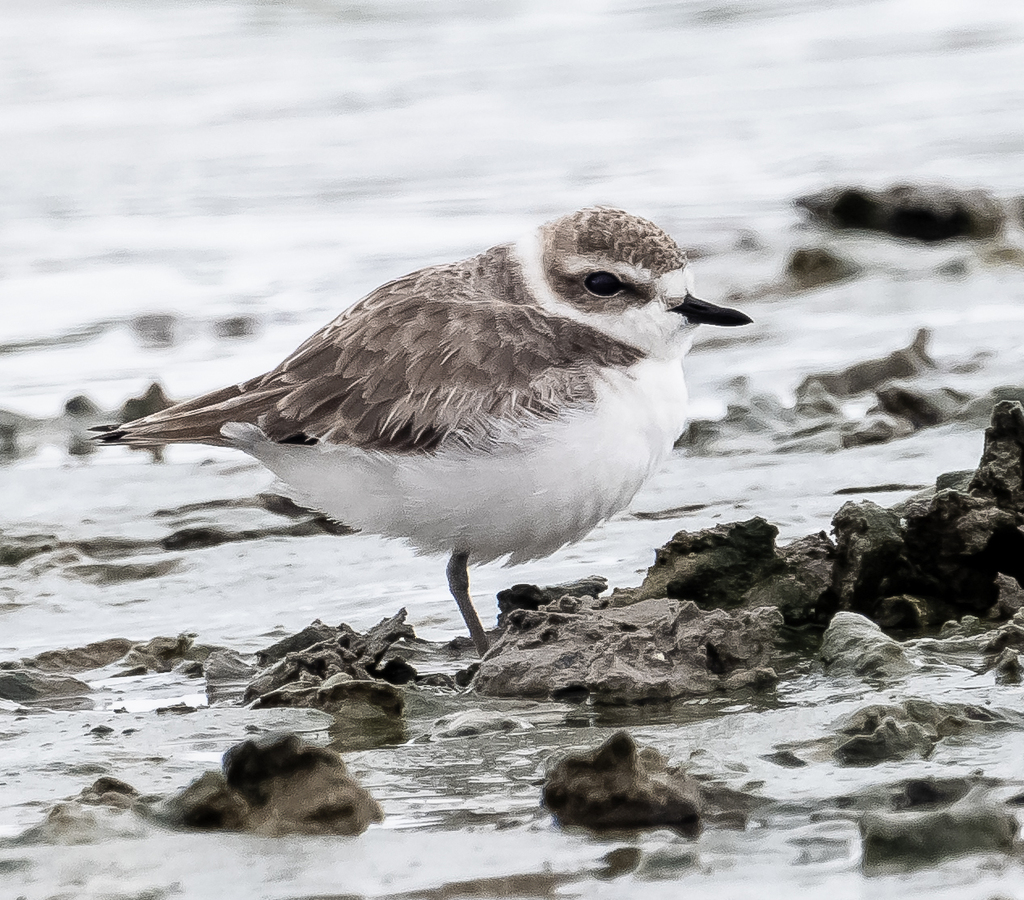 Snowy Plover In January 2024 By Nwinograd INaturalist   Large 