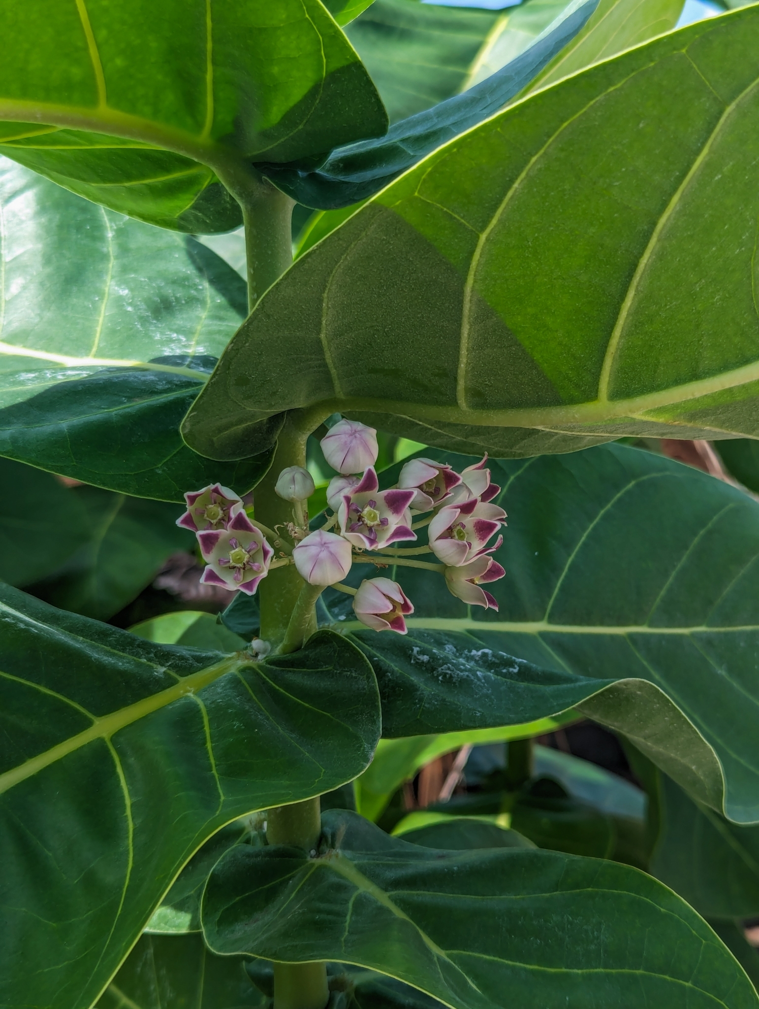 Calotropis procera