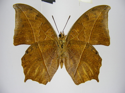 Falcate Red Charaxes