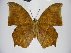 Polyura paphianus subpallida