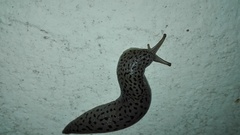 Limax conemenosi