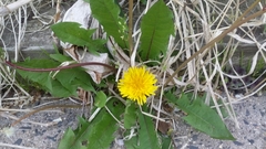 Taraxacum officinale