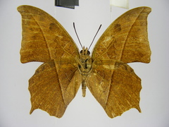 Polyura paphianus subpallida