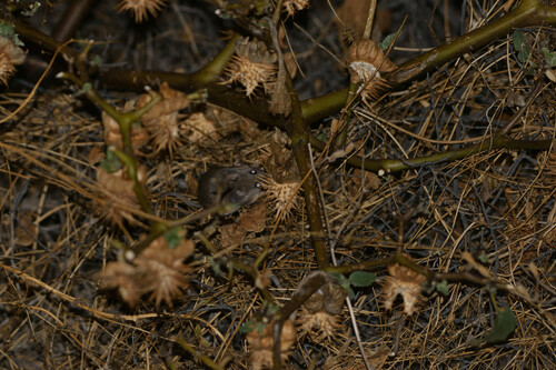 Northern Baja Deermouse
