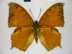 Polyura paphianus subpallida