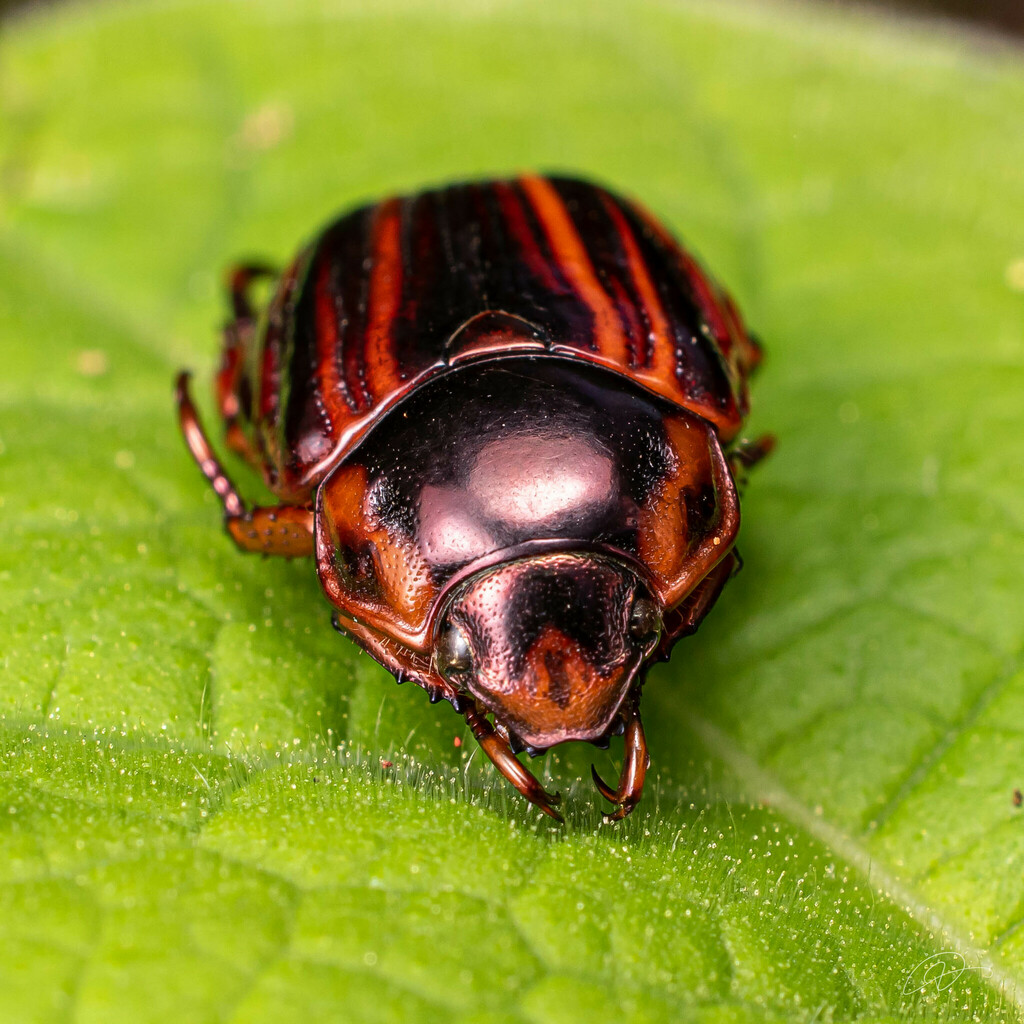 Pelidnota nitescens