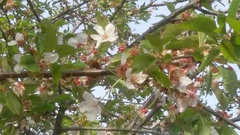 Rosaceae
