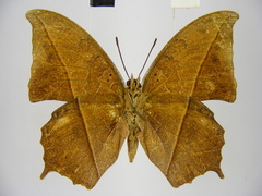 Polyura paphianus subpallida