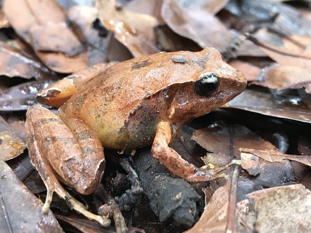 Cerro Utyum Robber Frog