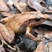 Cerro Utyum Robber Frog - Photo (c) dakotahhenn, some rights reserved (CC BY-NC)