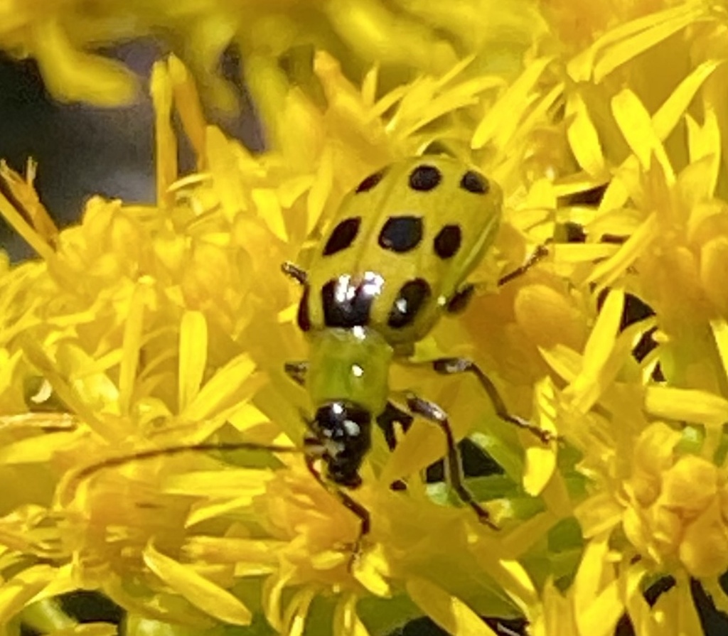 Spotted Cucumber Beetle from Clay Run Road and Trail, Morgantown, WV ...