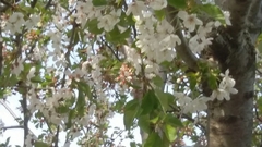 Rosaceae