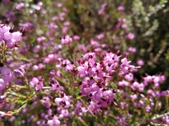 Erica umbellata