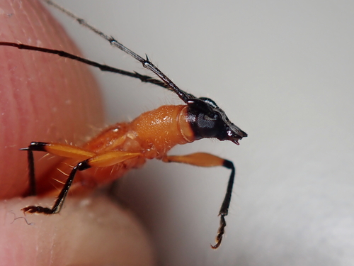 Pantonyssus bitinctus