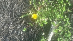 Taraxacum officinale