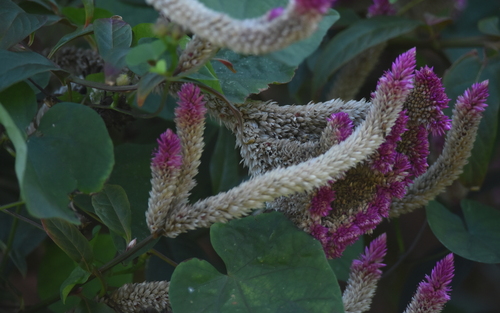 Celosia argentea observed 2024-01-02