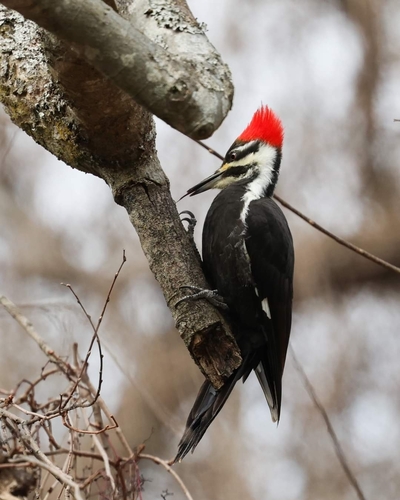 iNaturalist observation 2024-01-08
