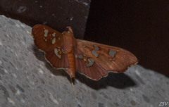 Phostria temira image