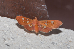 Phostria temira