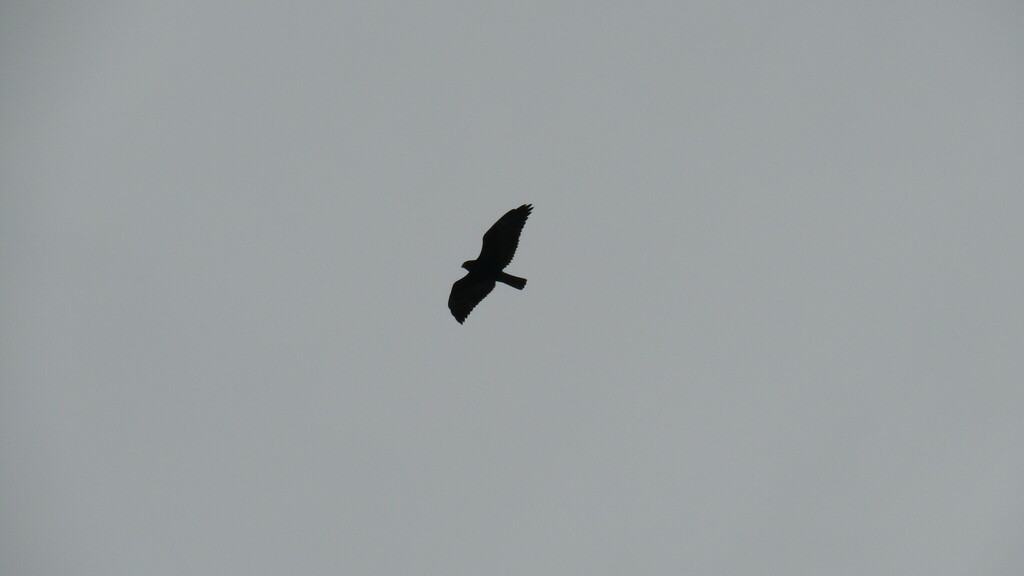 Hawks From Rio White-tailed Hawk from Rio de Janeiro, BR-RJ, BR on December 31, 2023 ...