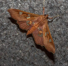 Phostria temira