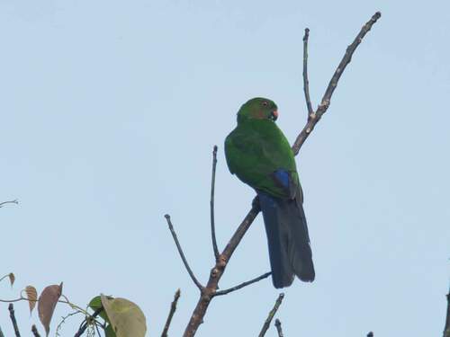Alisterus chloropterus observed 2023-09-13