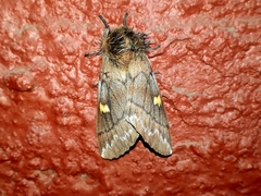 Ormiscodes amphimone