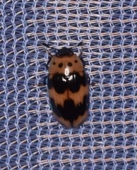 Ischyrus quadripunctatus