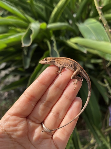 Chiapas Ornate Anole