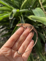 Chiapas Ornate Anole photo 4