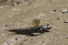 Goggle-Eyed Goby photo 4