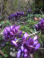 Lathraea clandestina