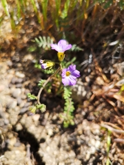 Phacelia fremontii