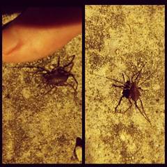 Pachyloides thorellii