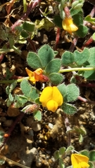 Acmispon wrangelianus