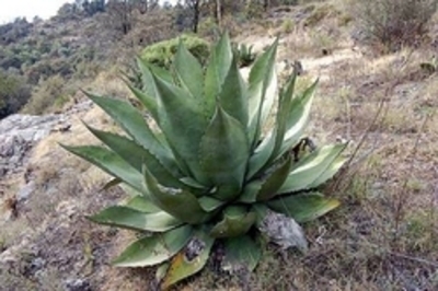 Subspecies Agave salmiana crassispina · iNaturalist United Kingdom