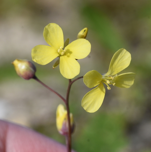Representative image of Diplotaxis catholica