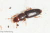 Rhizophagus unicolor - Photo (c) Thijs Valkenburg, some rights reserved (CC BY-NC), uploaded by Thijs Valkenburg