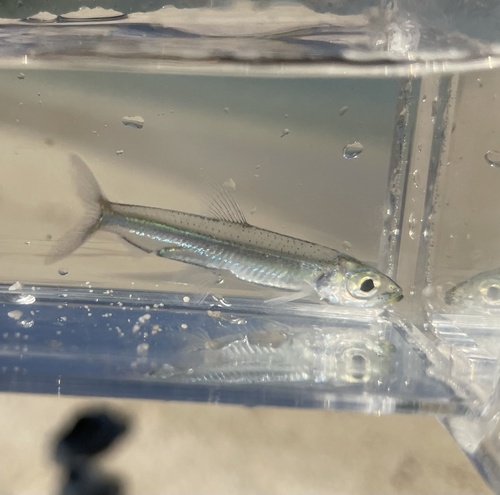Dwarf herring (Jenkinsia stolifera) — Clupeidae — 4