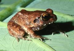 Arthroleptis stenodactylus