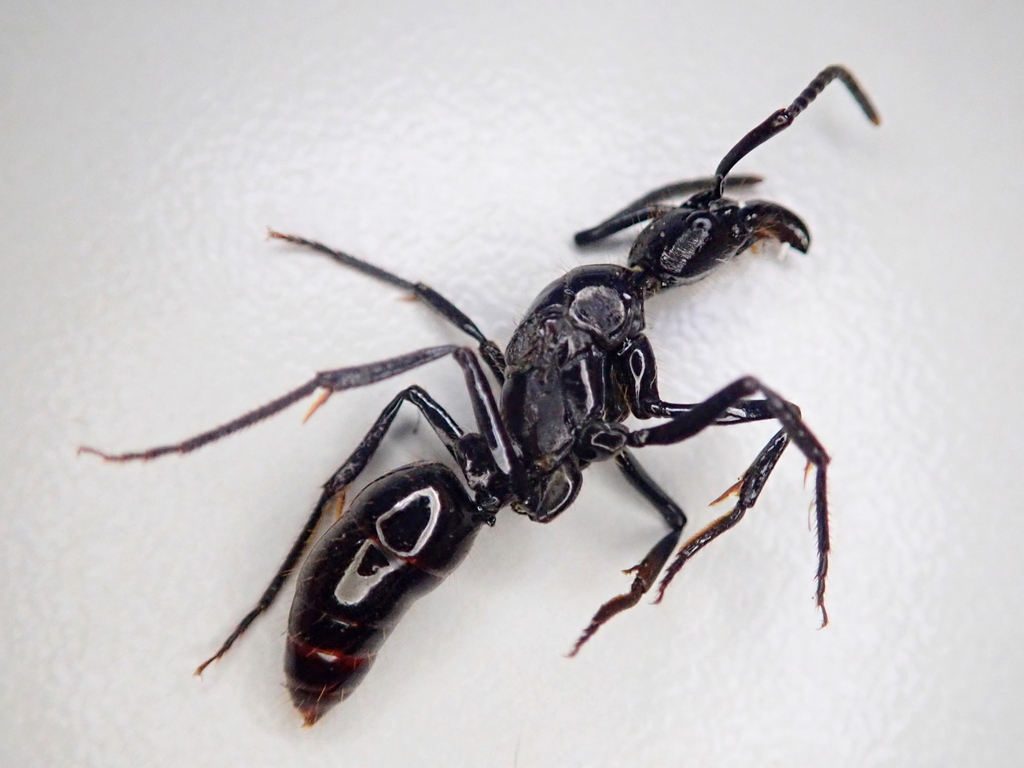 Neoponera commutata