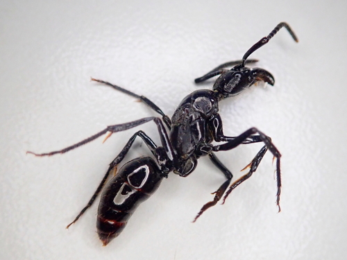 Neoponera commutata