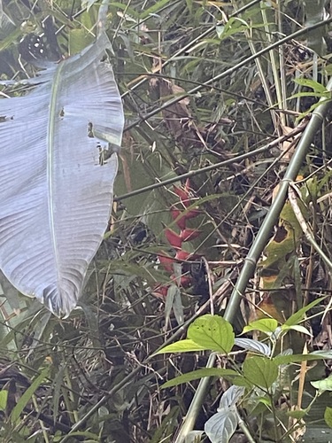 Foto de Bananeira-do-brejo
